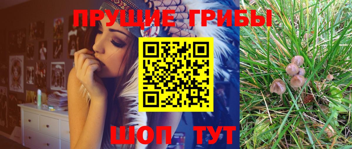 Псилоцибиновые грибы Psilocybine cubensis Магадан